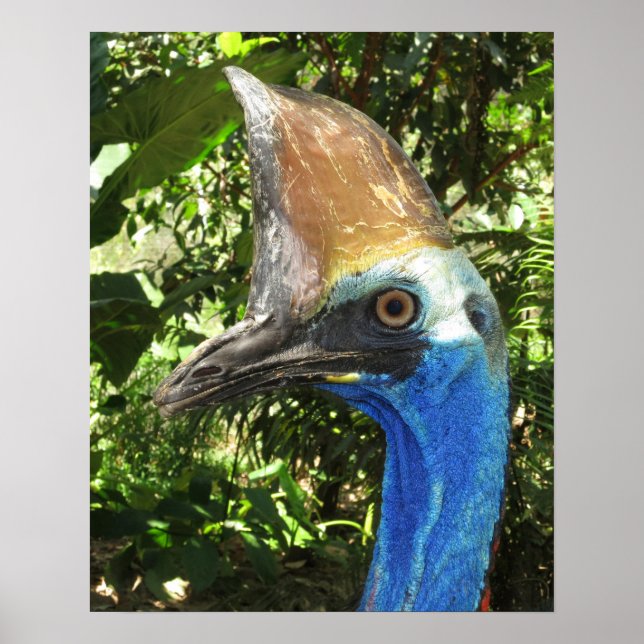 Cassowary Porträtt Poster (Framsidan)