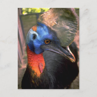 Cassowary Vykort