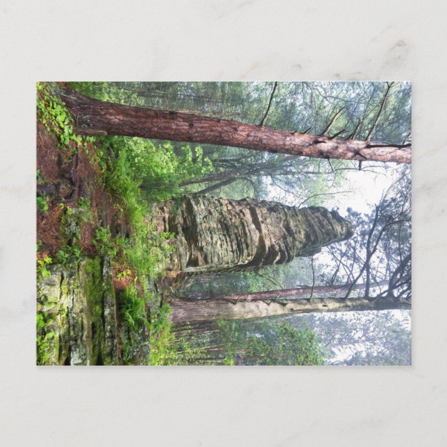 Castellated Mound in State Forest Vykort (Framsida)