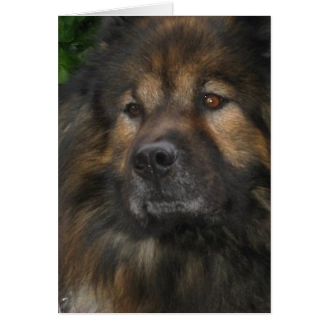 Castle Hund Hälsningskort (Framsidan)