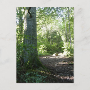 Castlehead Wood: Keswick Vykort