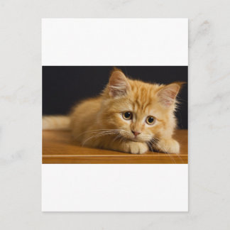 cat9.jpg vykort