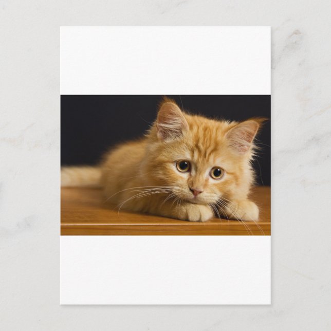 cat9.jpg vykort (Framsida)