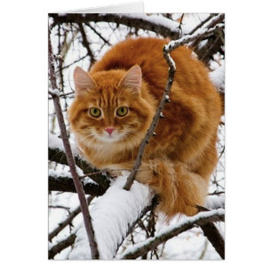 cat_and_snö_ (14) hälsningskort