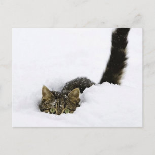 cat_and_snö_ (4) vykort