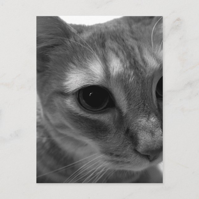 Cat Ansikte Closeup-vykort Vykort (Framsida)