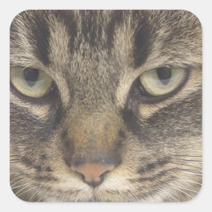 Cat Ansikte Fyrkantigt Klistermärke