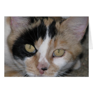 Cat Ansikte Hälsningskort