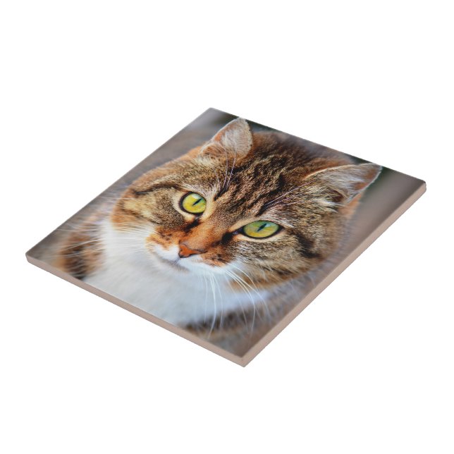 Cat ansikte kakelplatta (Sidan)