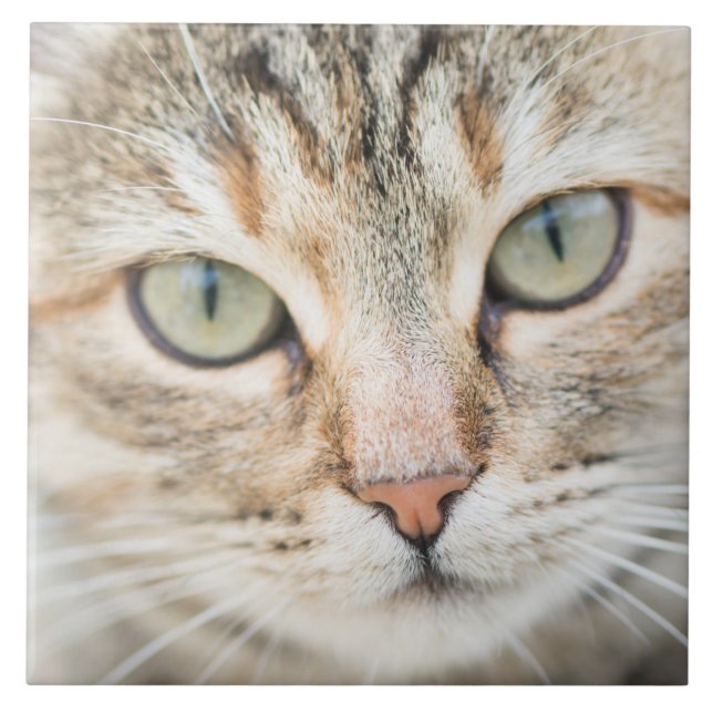 Cat ansikte kakelplatta (Framsidan)