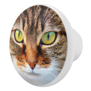 Cat ansikte knopp