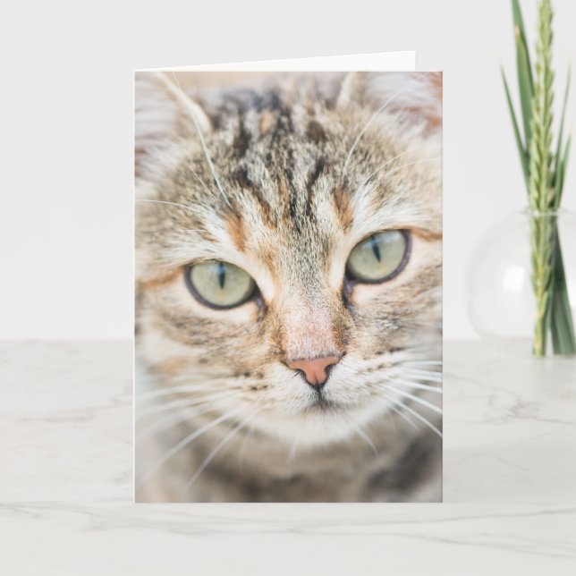 Cat ansikte kort (Framsida)