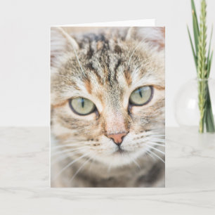 Cat ansikte kort