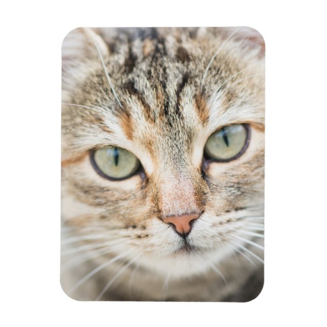 Cat ansikte magnet (Vertikal)