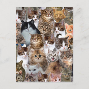 Cat Ansikte Mönster Vykort