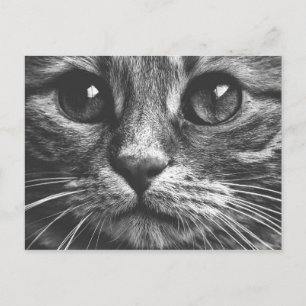 Cat Ansikte Ögon Black and White Cute Photo Vykort