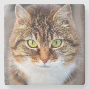 Cat ansikte stenunderlägg