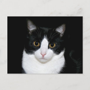 Cat ansikte vykort