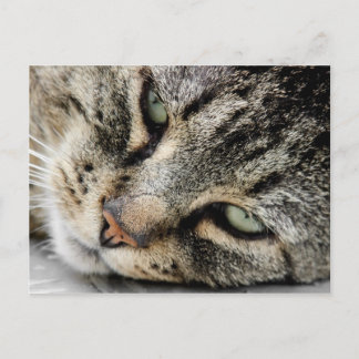 Cat Ansikte Vykort