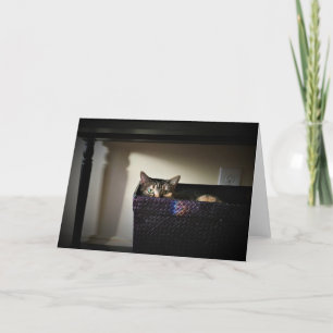 Cat Basket, kort