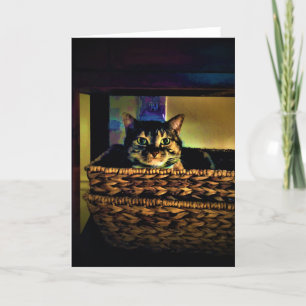 Cat Basket, kort