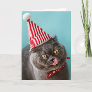 Cat Birthday Humor Kort