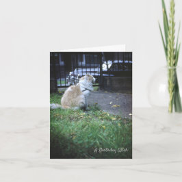 Cat Birthday Wish Tack Kort