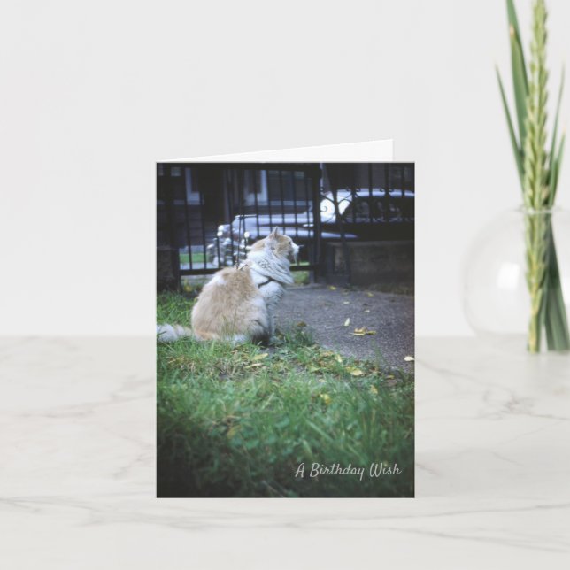 Cat Birthday Wish Tack Kort (Framsida)