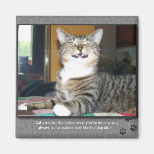 Cat Blames Hund Magnet