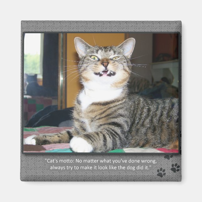 Cat Blames Hund Magnet (Framsidan)