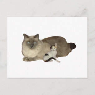 Cat Buddies Vykort