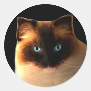 Cat Cats Ragdoll Ragdolls Kattunge Stickers Runt Klistermärke