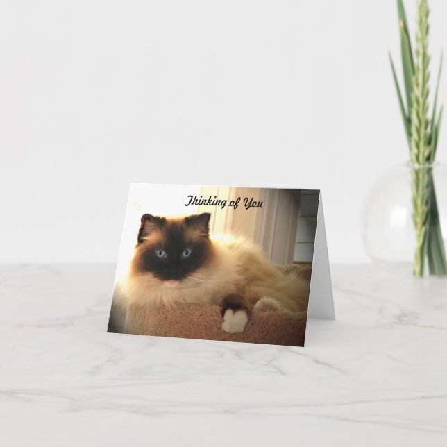 Cat Cats Ragdoll Ragdolls Notecard Kattunge Kort (Framsida)