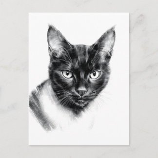 Cat Charcoal Vykort