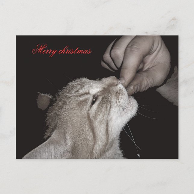 Cat christmas helg vykort (Framsida)