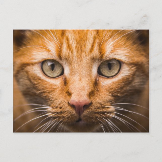 Cat Close-Up-vykort Vykort (Framsida)