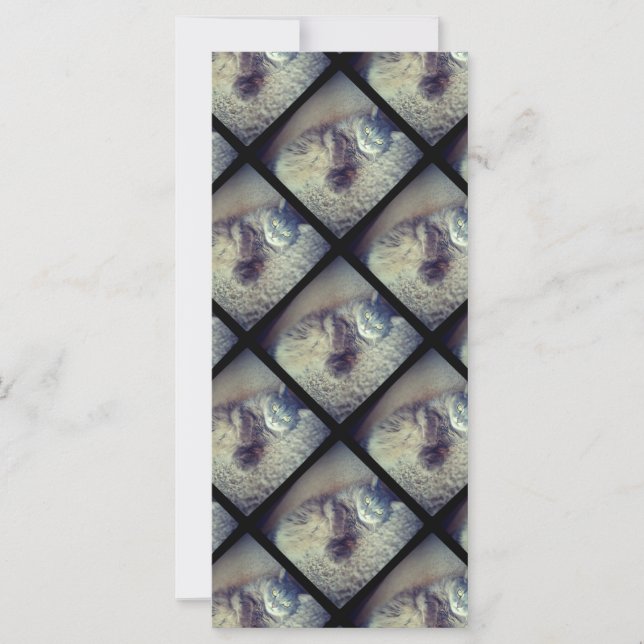 Cat Collage by Shirley Taylor (Framsida)