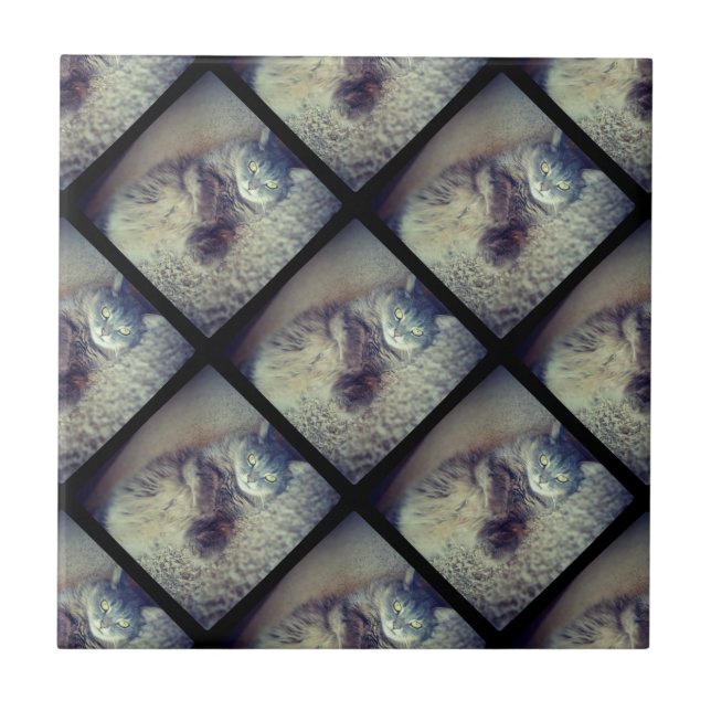 Cat Collage by Shirley Taylor Kakelplatta (Framsidan)