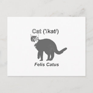 Cat Felis Catus Vykort