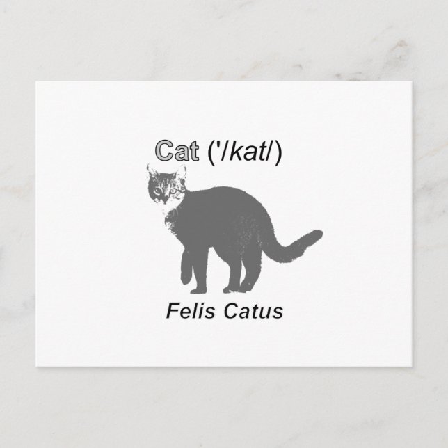 Cat Felis Catus Vykort (Framsida)