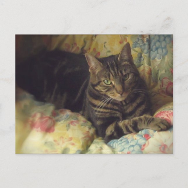 Cat Fine Art Photo Postcard Vykort (Framsida)
