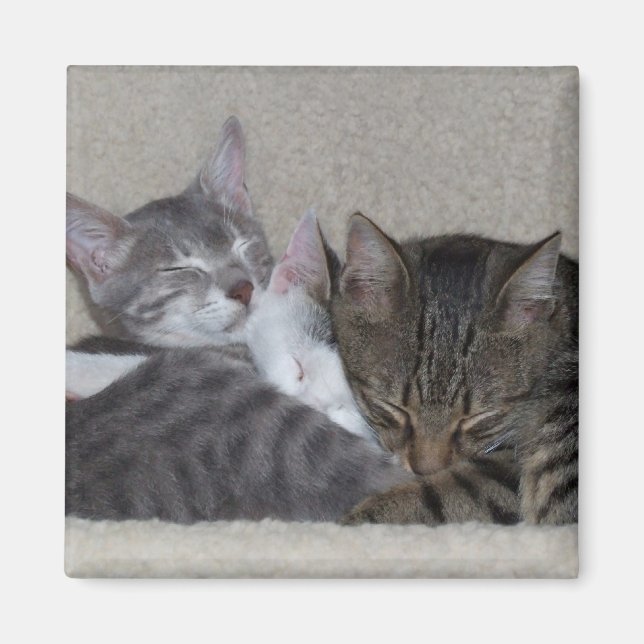 Cat Fridge Magnets Magnet (Framsidan)