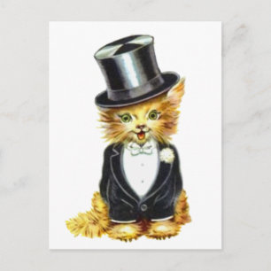 Cat Groom Vykort