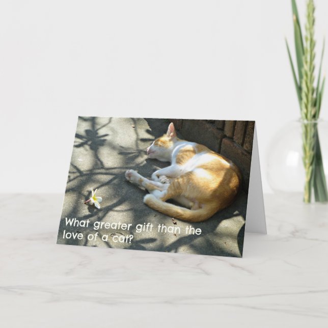 Cat Hälsning Card - vilket Underbarare gåva? Kort (Framsida)