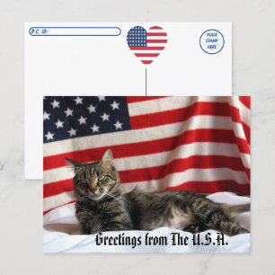 Cat Hälsning från USA:s postkorsning Vykort