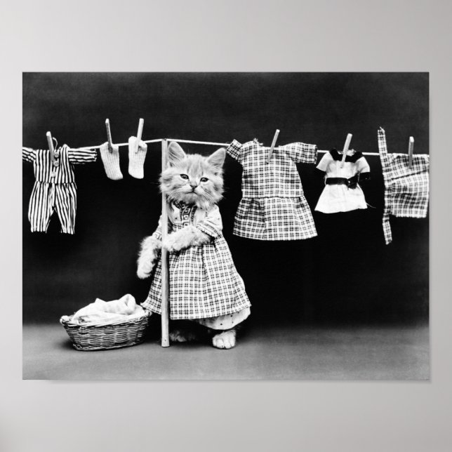 Cat Hanging Tvätt på Clothesline Poster (Framsidan)