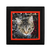 Cat in space