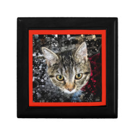 Cat in space minnesask