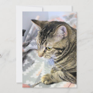 Cat Jigszle Puzzle vycard Kort