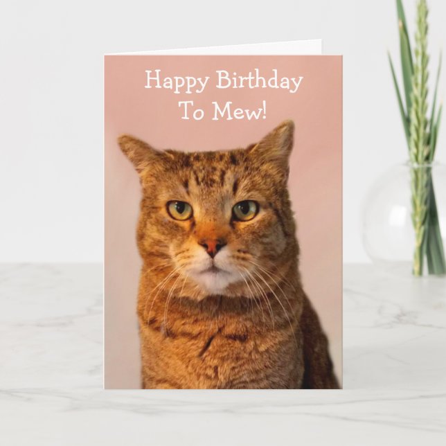 Cat Jokes Funny Birthday Kort (Framsida)